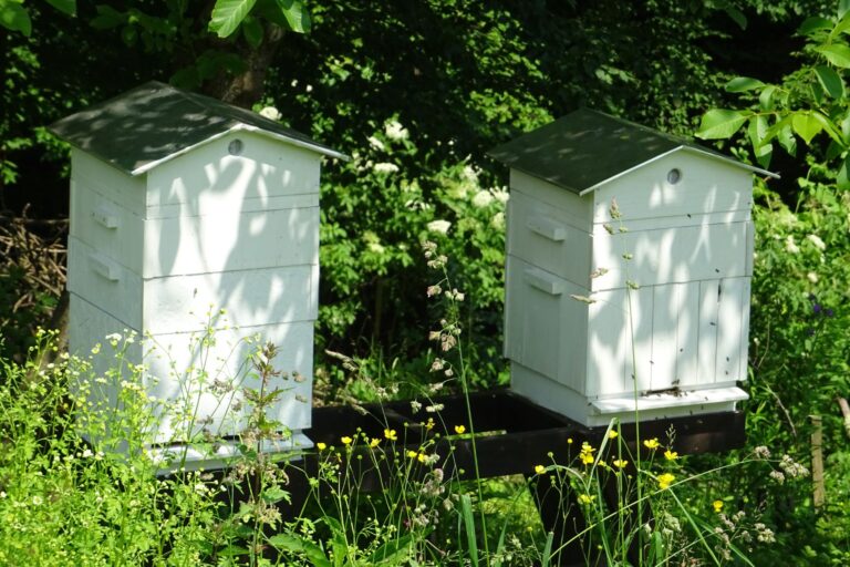 ile kosztuje założenie pasieki