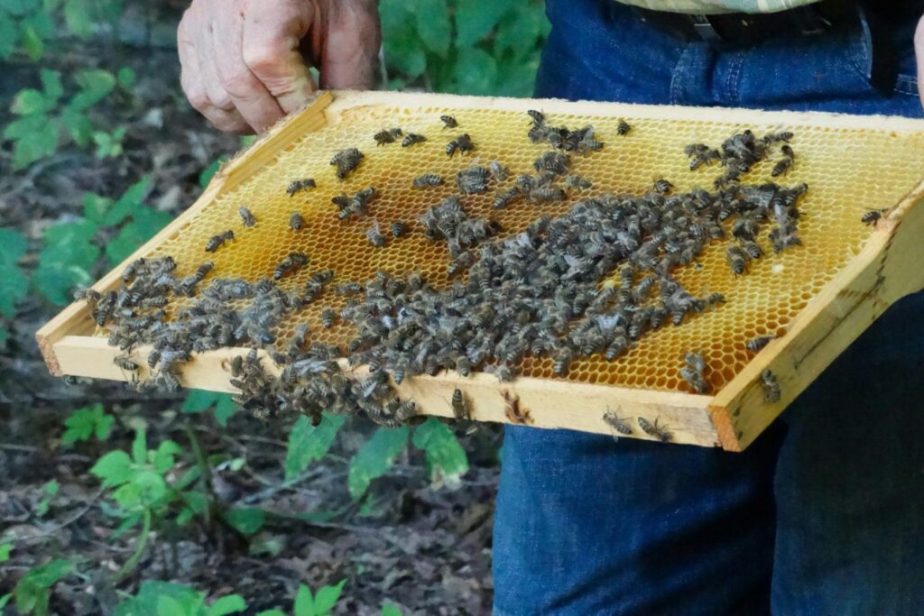 ile kosztuje założenie pasieki