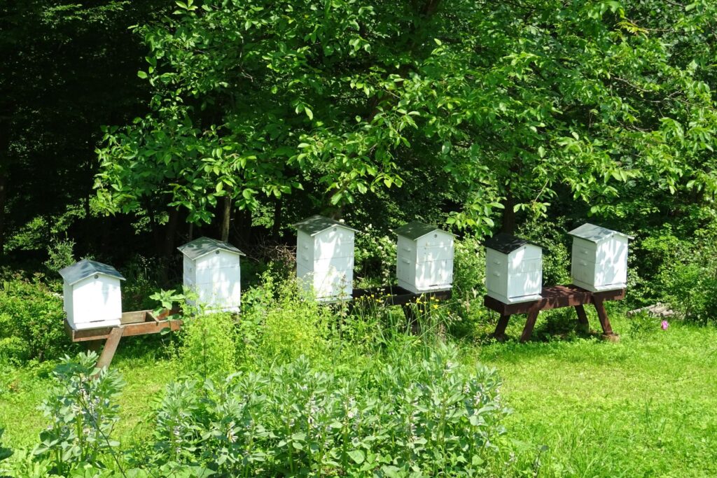 Pasieka w bieszczadach