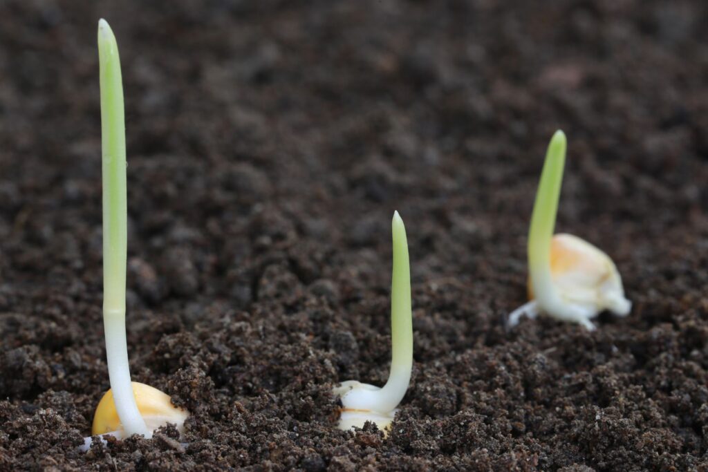 nawożenie kukurydzy na kiszonkę