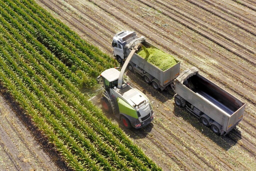 nawożenie kukurydzy na kiszonkę