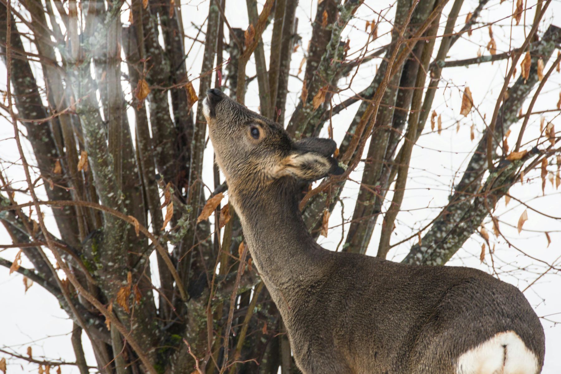 zimowa pielęgnacja lasu