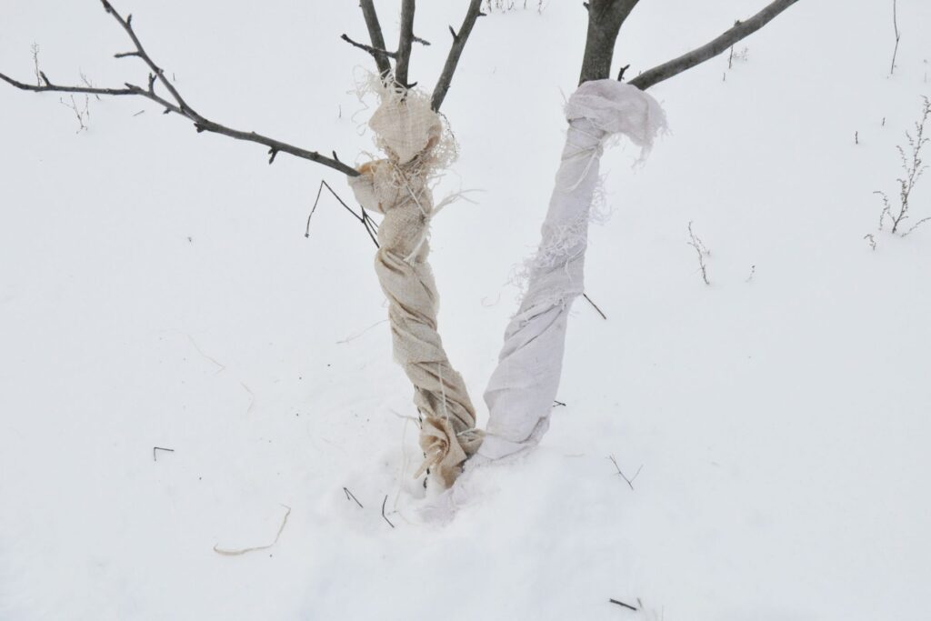 zimowa pielęgnacja lasu