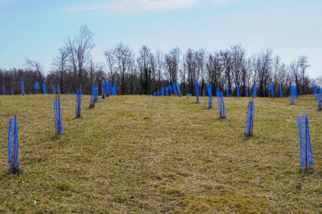 Zimowa pielęgnacja lasu