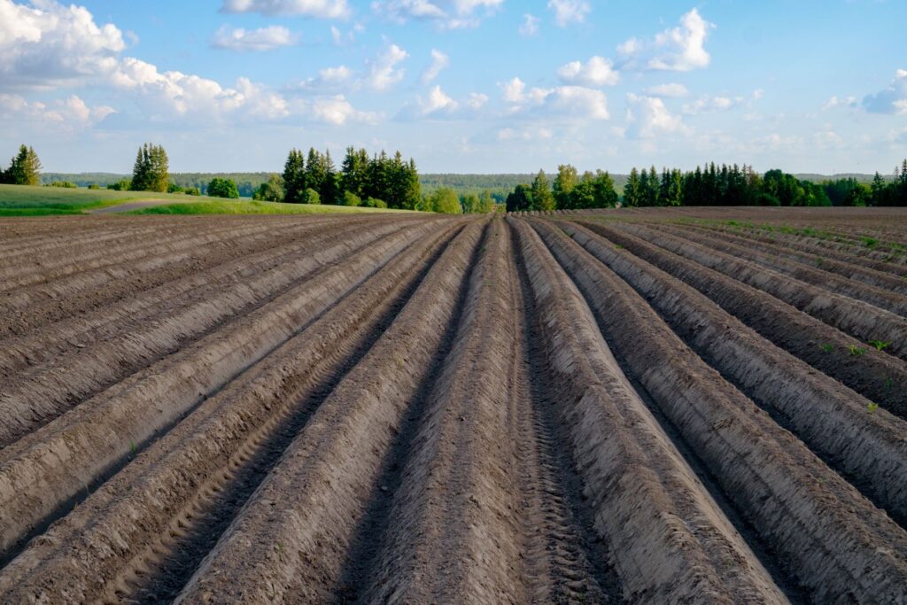 sadzeniaki w redlinach