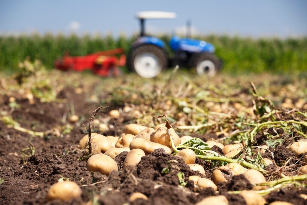 wykopki ziemniaków