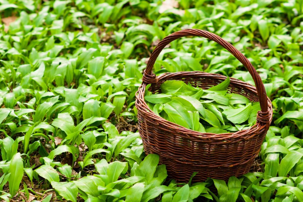 Czosnek niedźwiedzi