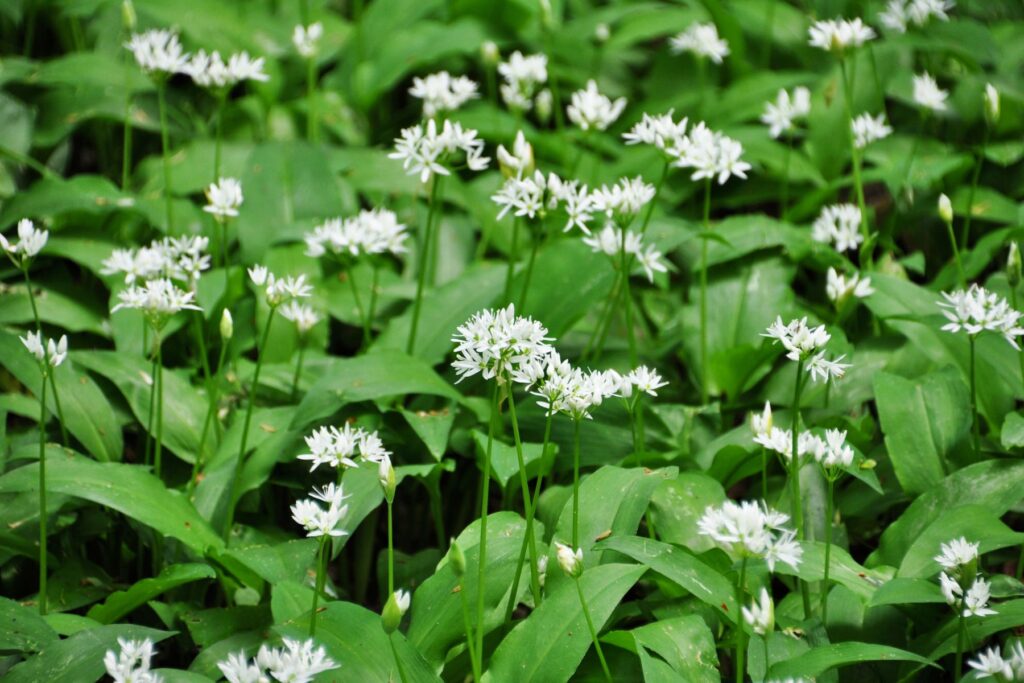 Czosnek niedźwiedzi