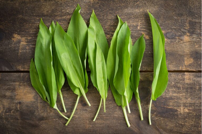 Czosnek niedźwiedzi