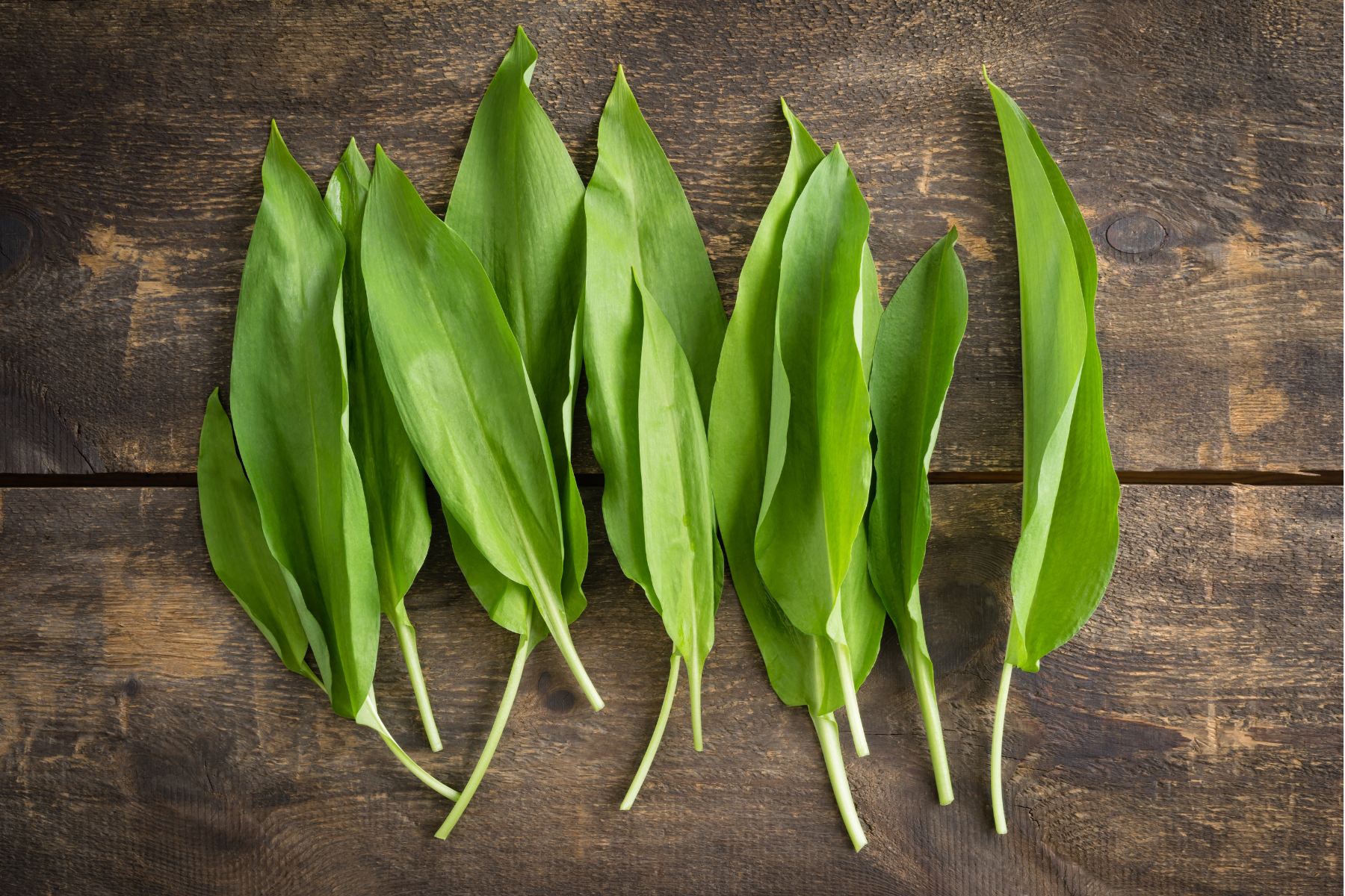 Czosnek niedźwiedzi