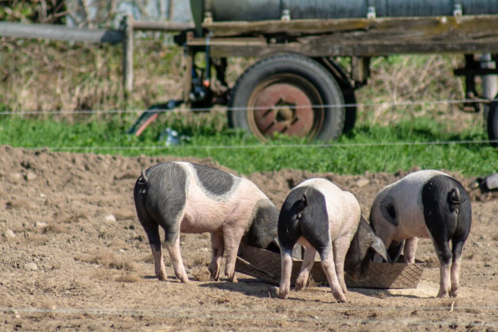 czym żywią się świnie