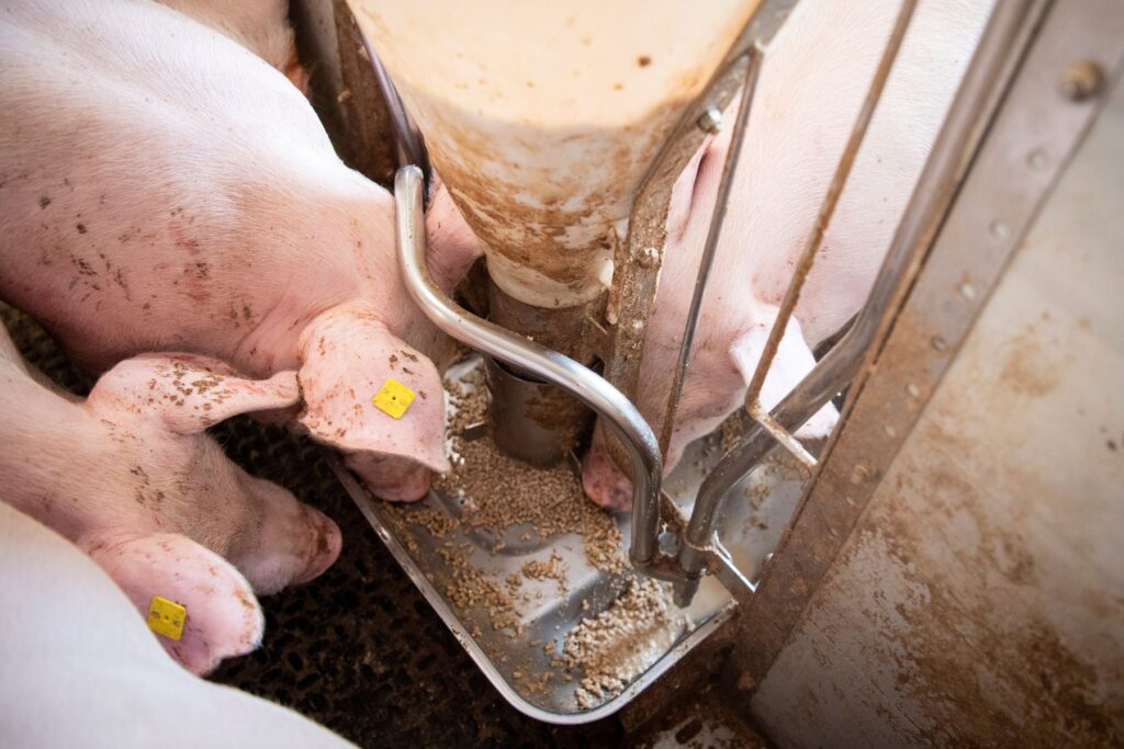 czym żywią się świnie