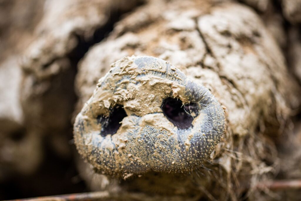 czym żywią się świnie