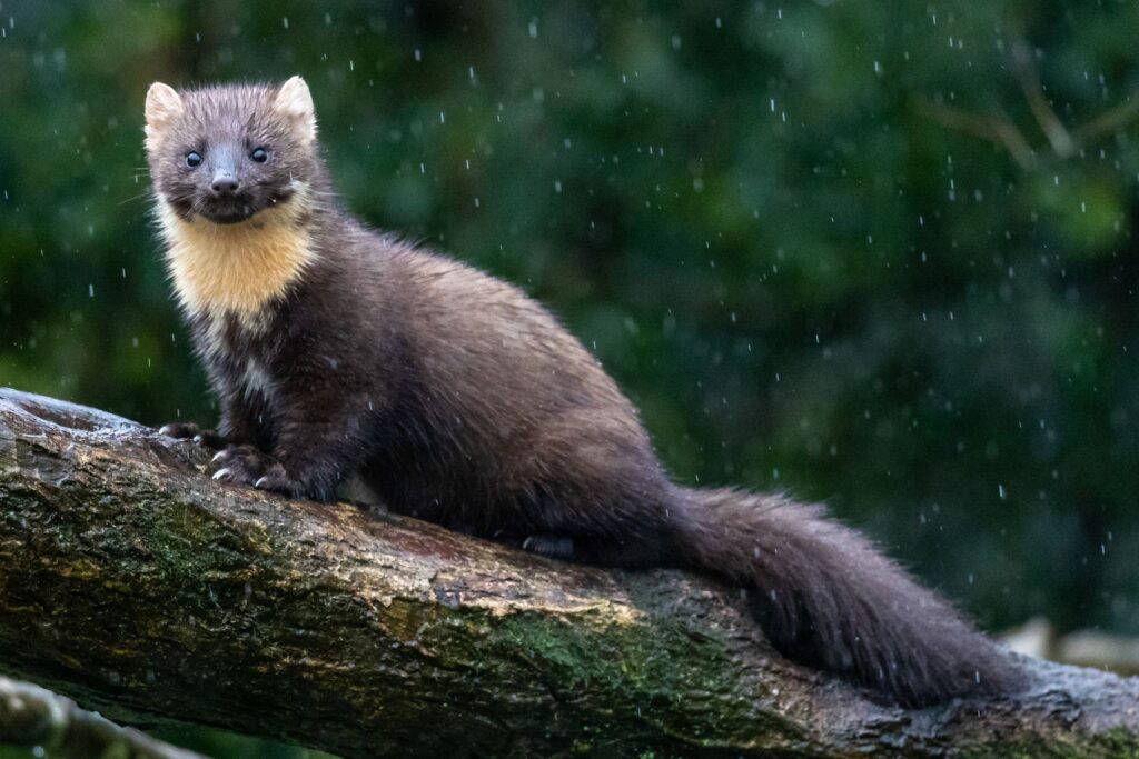 Jak pozbyć się kuny