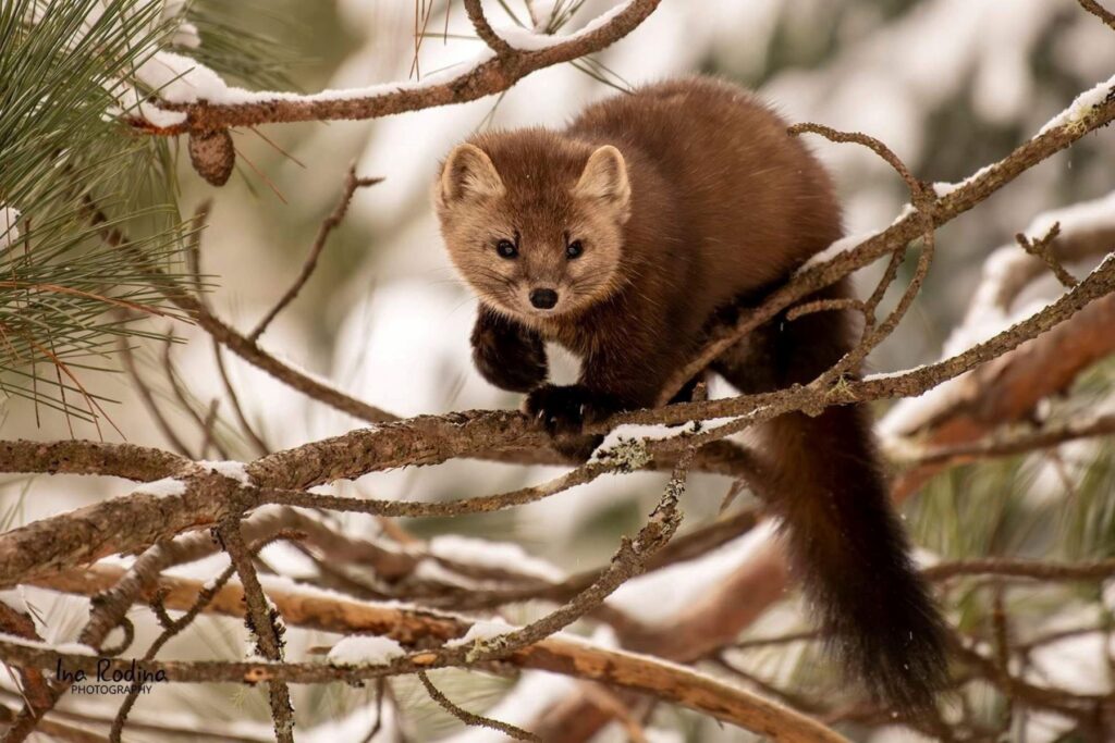 Jak pozbyć się kuny