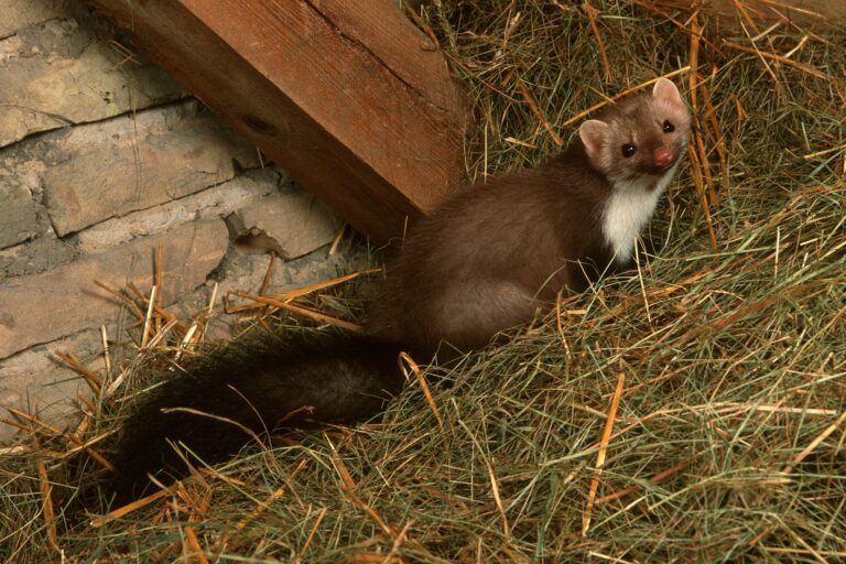 Jak pozbyć się kuny