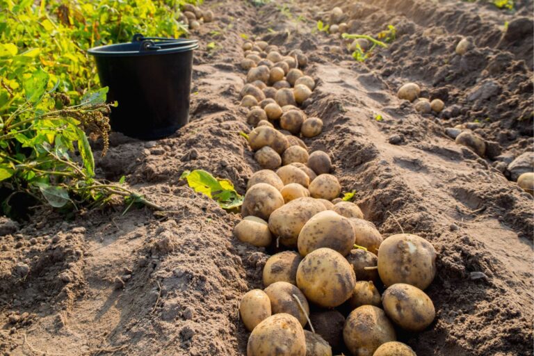 jakie nawozy pod ziemniaki