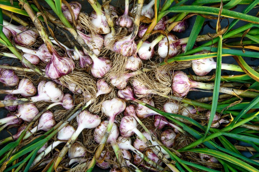 Kiedy sadzić czosnek