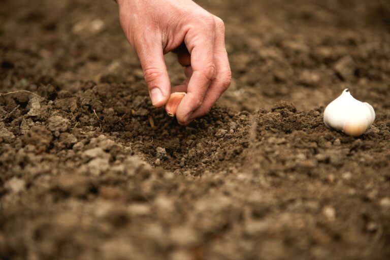 Kiedy sadzić czosnek