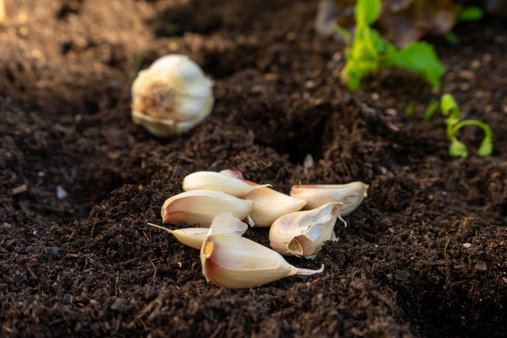 Kiedy sadzić czosnek