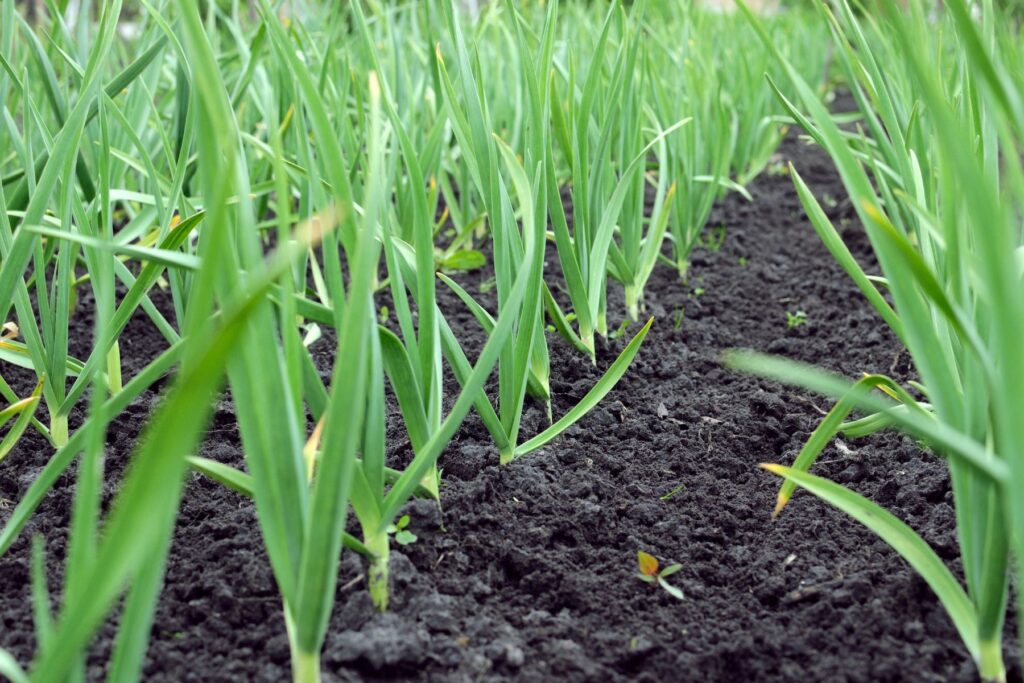 Kiedy sadzić czosnek