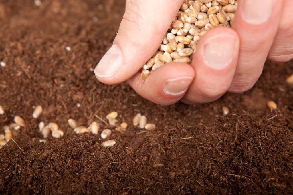 Kiedy siać pszenicę