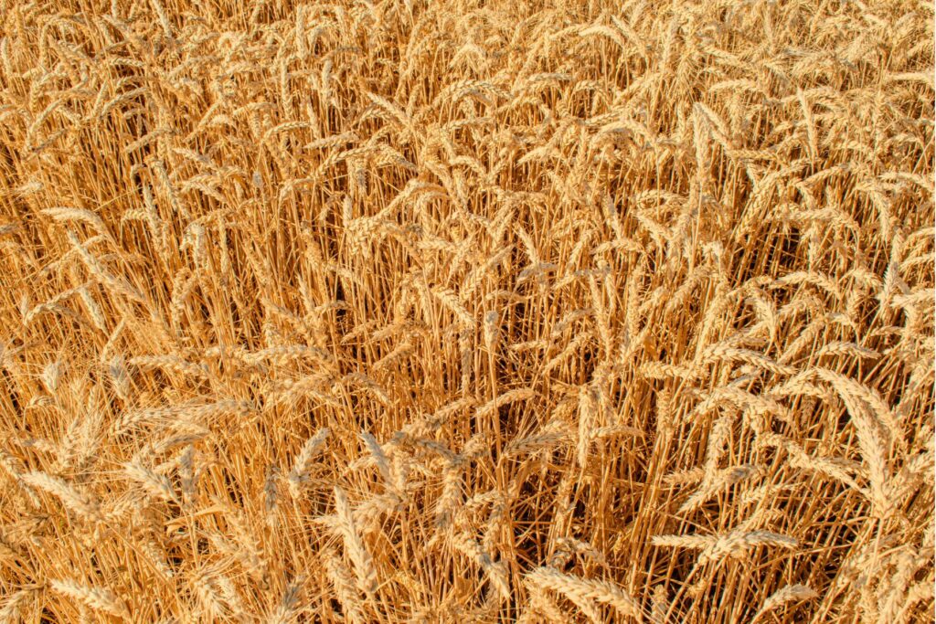 Kiedy siać pszenicę