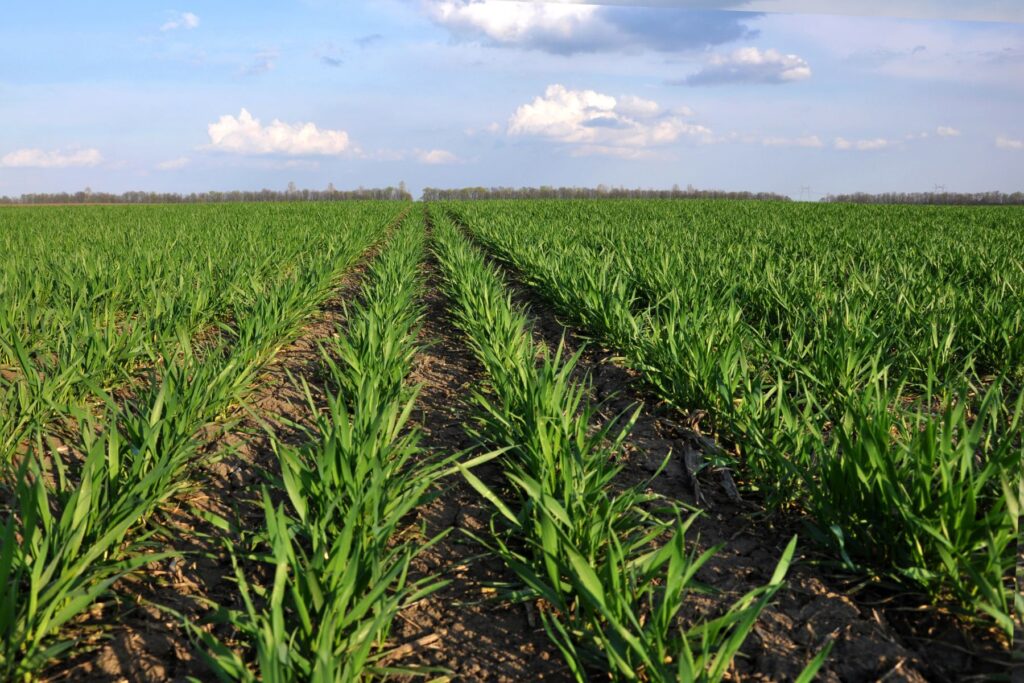 Kiedy siać pszenicę