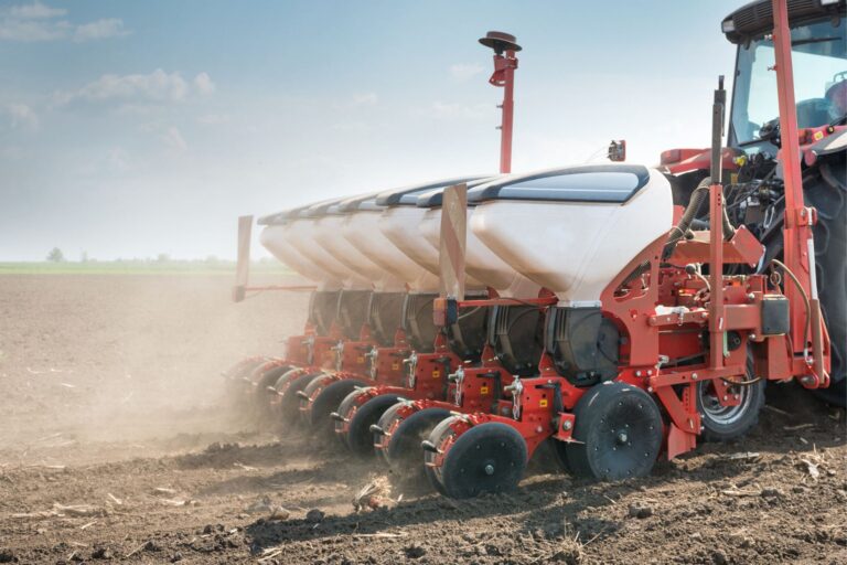 Kiedy siać pszenicę