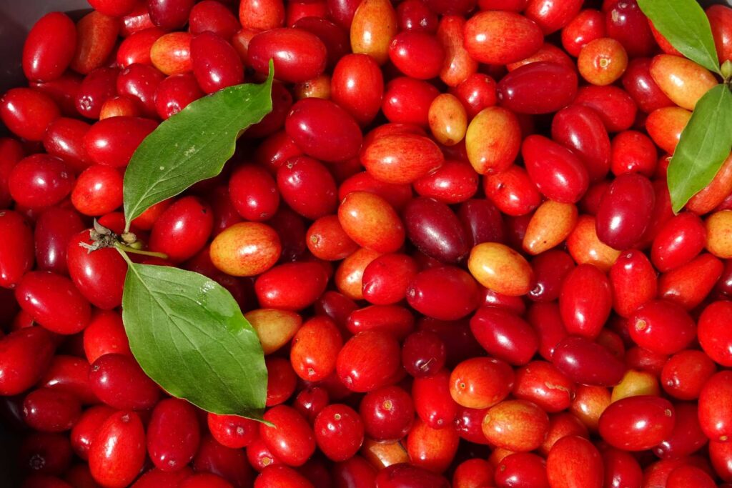 Owoce derenia jadalnego