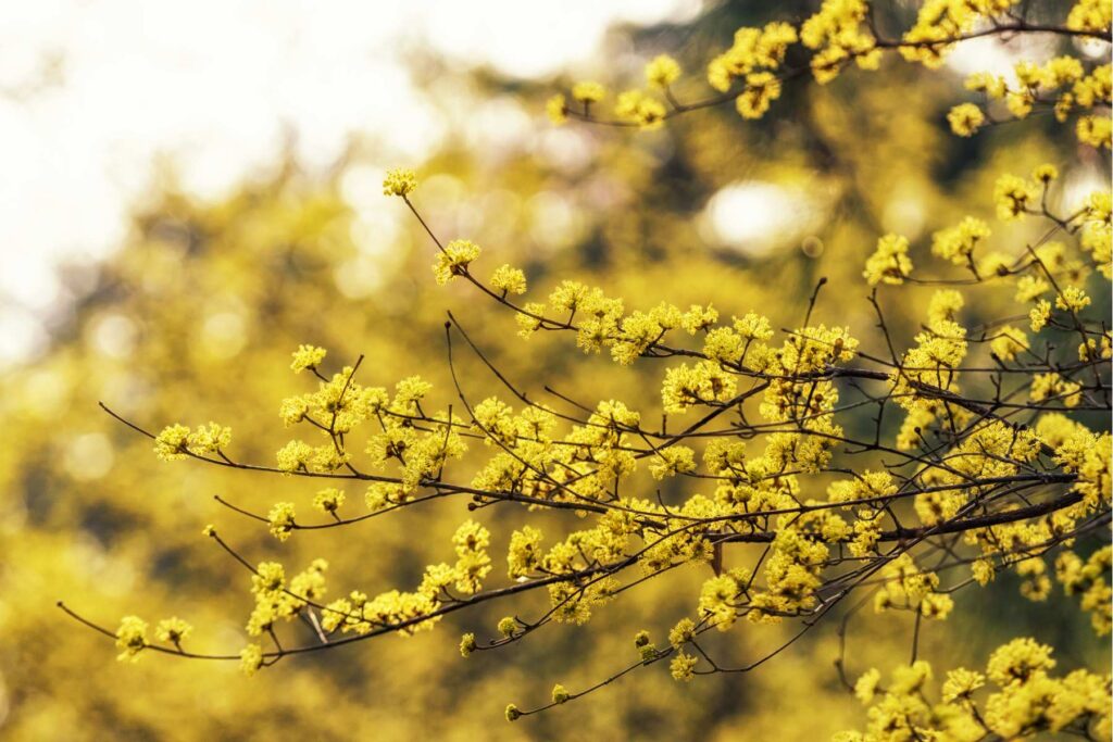 Plantacja derenia jadalnego