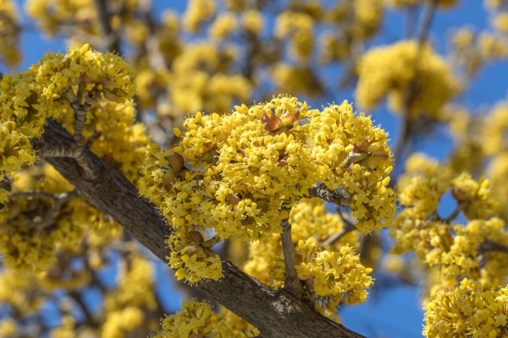 Kwiaty derenia jadalnego