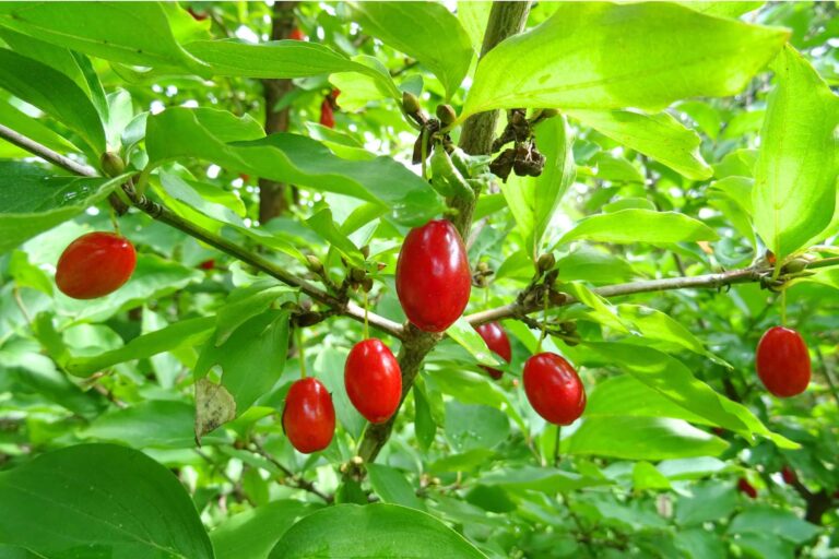 Plantacja derenia jadalnego