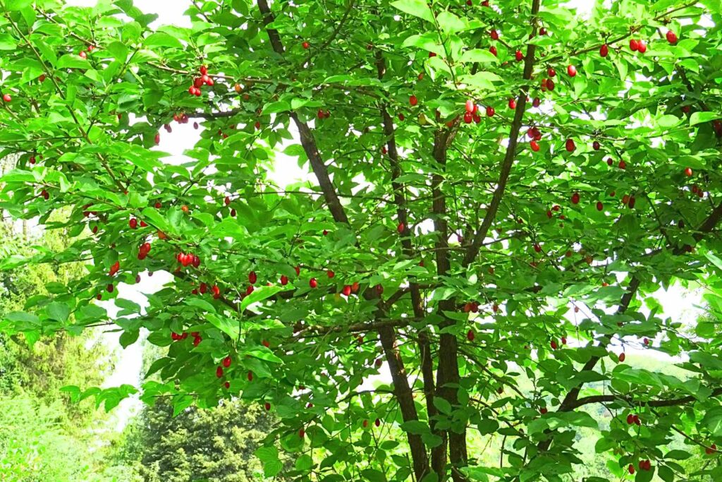 Plantacja derenia jadalnego