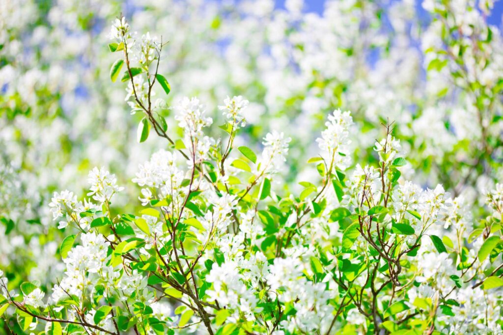 Plantacja świdośliwy