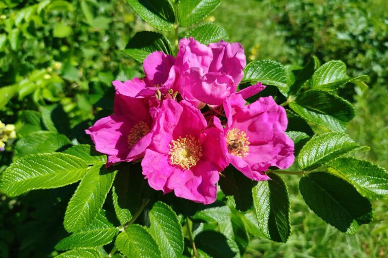 plantacja róży pomarszczonej