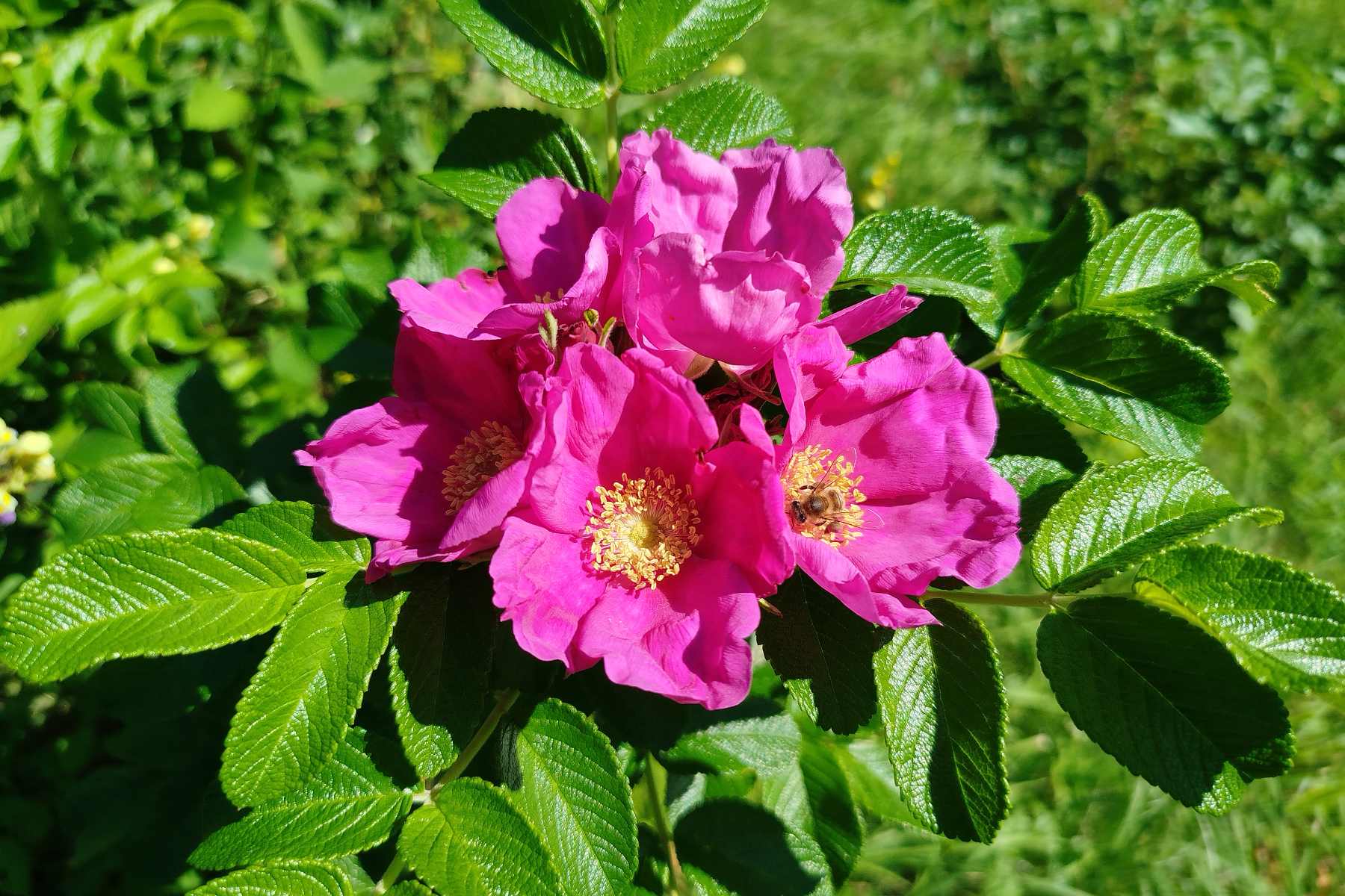 plantacja róży pomarszczonej