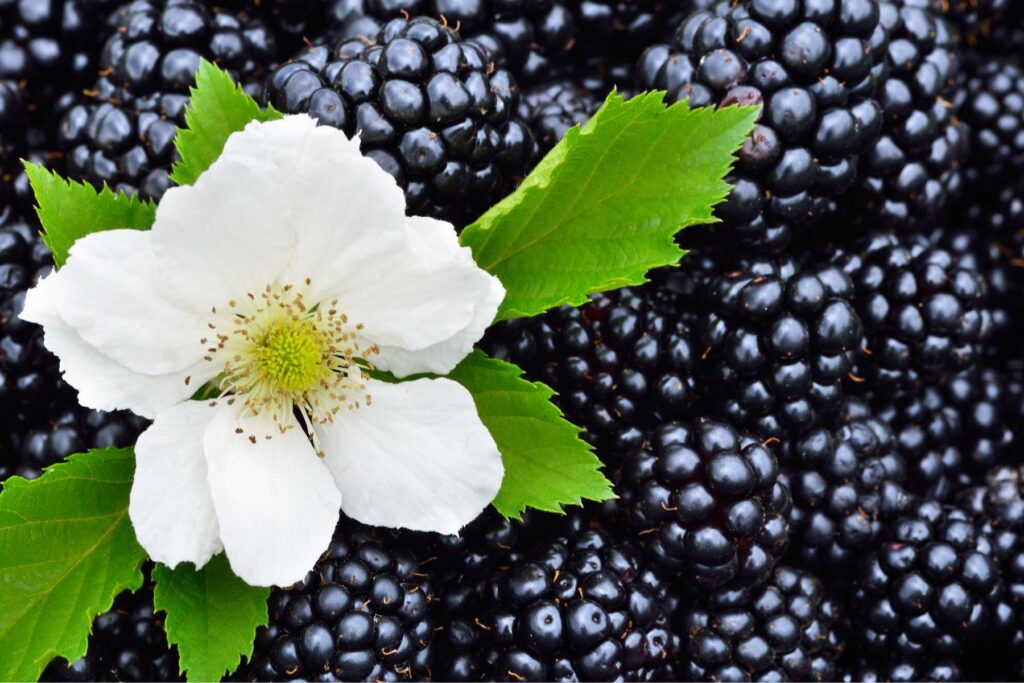 owoce jeżyny bezkolcowej