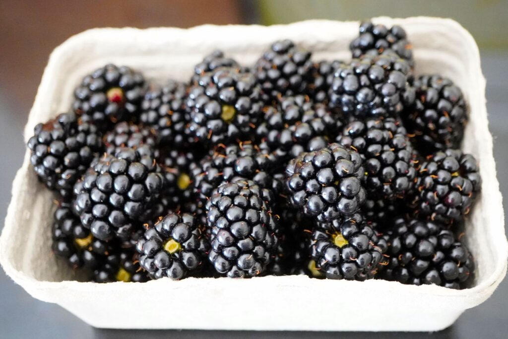 Zebrane owoce jeżyny bezkolcowej