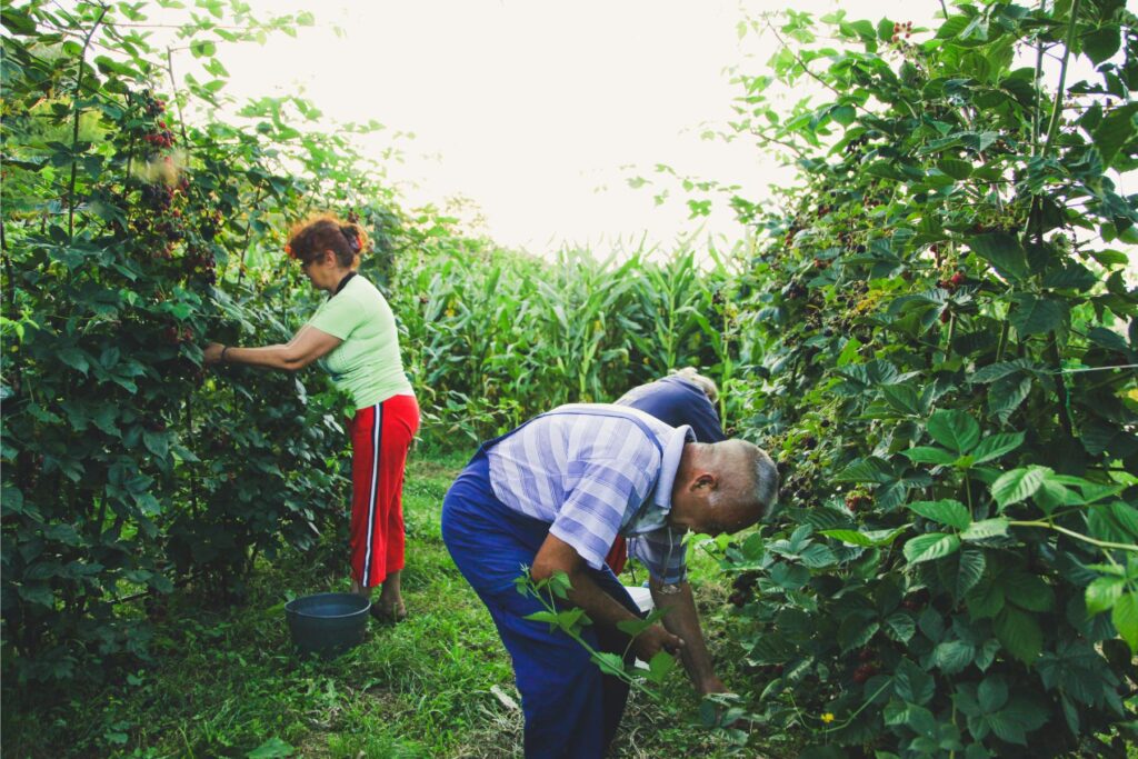 Zbiór owoców jeżyny bezkolcowej