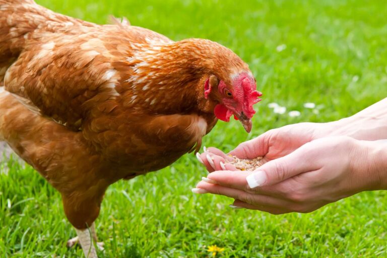 Czym karmić kury nioski