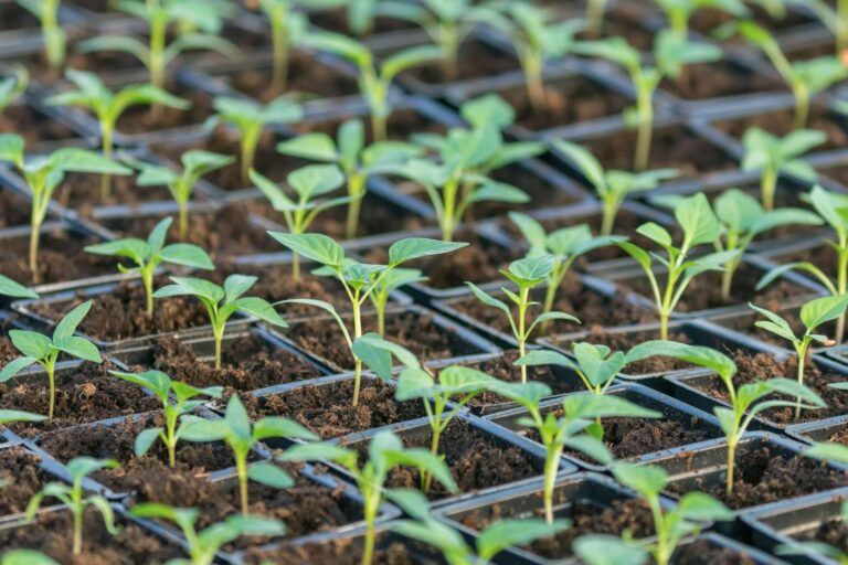 Kiedy siać paprykę