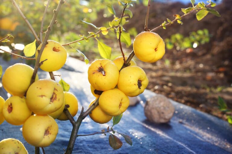 Plantacja pigwowca japońskiego
