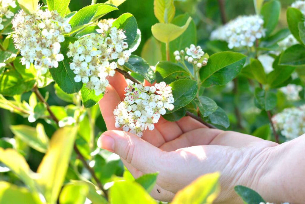 Kwitnąca aronia